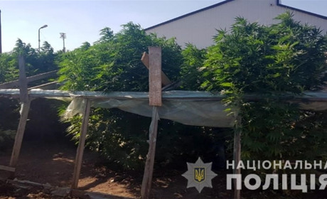 Заботливо выращенную коноплю селянке из Мелитопольского района помогли убрать правоохранители