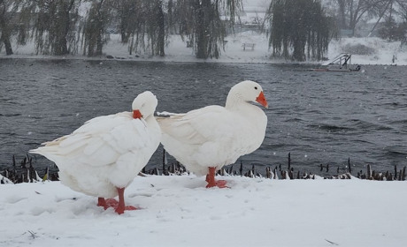 Які свята і визначні дні будуть у січні та коли Водохреще за новим календарем у 2025 році