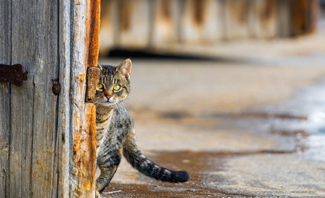 У сусідів: вимушені канікули, закриття грального закладу, смертельна ДТП