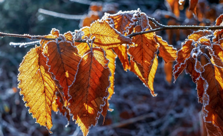 На Сватівщину йдуть морози: Якою буде погода у останні дні жовтня і перші дні листопада 2019