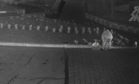 11 кущів ялівцю викрала жмеринчанка на площі Миру: впізнайте на відео