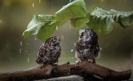 На початку наступного тижня очікуємо дощів: прогноз синоптиків