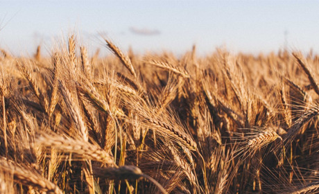 Понад 13 тисяч тонн врожаю: аграрії Сарненщини збирають зернові