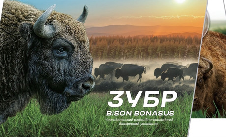 Символ сили природи: НБУ випускає пам’ятну монету «Чорнобиль. Відродження. Зубр»