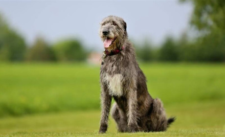 Чи підходить вам ірландський вовкодав?