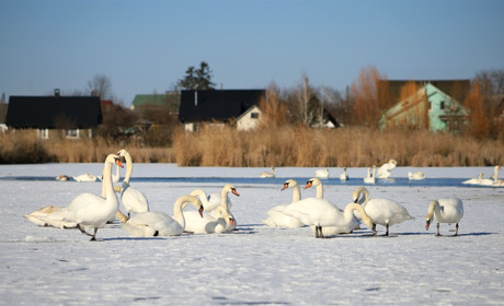 У Старокостянтинові на річці Ікопоть оселилися більше сотні лебедів (фото та відео)