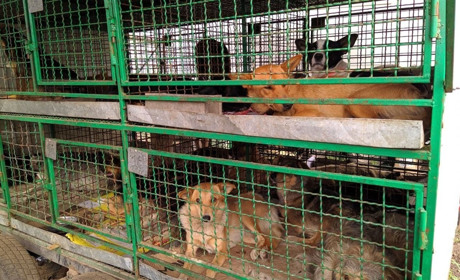 У Сватовому вперше стерилізують бездомних собак: як це відбувається і чому це важливо