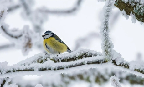 Нічні морози на Сумщині місцями сягатимуть 27 градусів: прогноз погоди