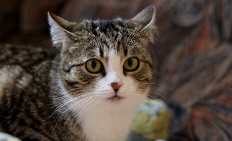 Нікопольські котики з притулку чекають на нових господарів та затишні домівки: фото вусатих #2