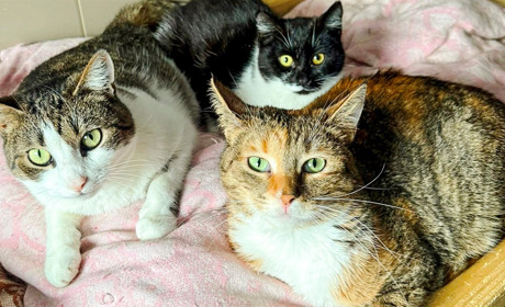 У Барі шукають домівку для стерилізованих котиків