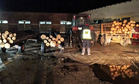 Три підводи з сосною: у селі Сарненського району спіймали перевізників деревини без документів