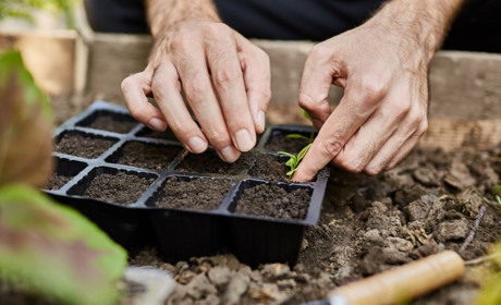 Посівний календар на березень 2026 року: що, коли і як сіяти