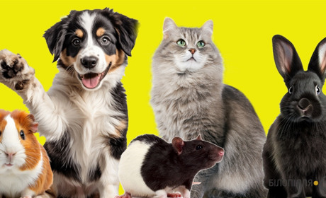 20 лютого - День «Полюби свою домашню тварину»: цікаві факти про наших улюбленців