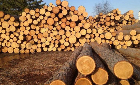 Незаконно продавали ліс: правоохоронці затримали двох працівників «Фастівського лісгоспу»