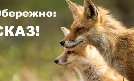 В Подільському районі було зареєстровано 43 випадки сказу, 9 з них - на Балтщині