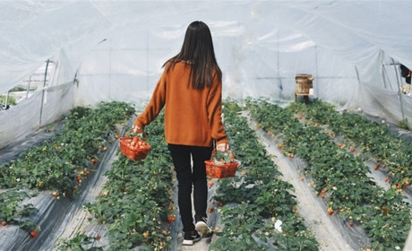 Яку теплицю для розсади обрати? Доступні варіанти на Rozetka