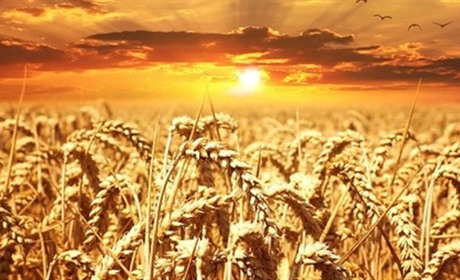 У Сватівському районі у 2018 році зібрали урожай довжиною 45 кілометрів