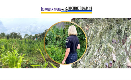 Варашанина викрито на вирощуванні конопель в Старій Рафалівці