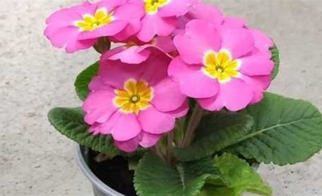 На корюківському ринку є квіти в горщиках, якими можна помилуватися, а потім висадити на клумбу