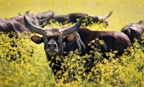 Окупанти збираються відключити заповідник «Асканія-Нова» від електроенергії за борги