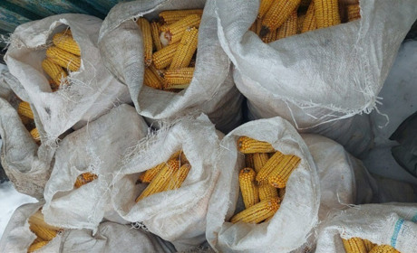 Викрав понад пів тонни кукурудзи: у Білопіллі поліцейські оперативно встановили крадія