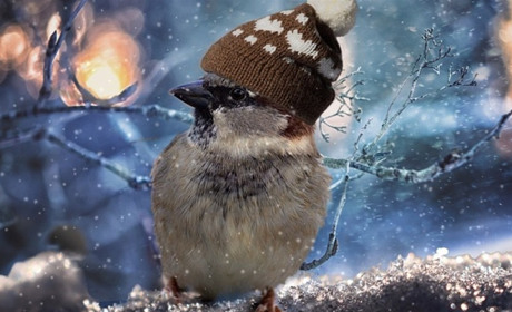 На Сумщині сніжитиме... На дорогах буде ожеледиця