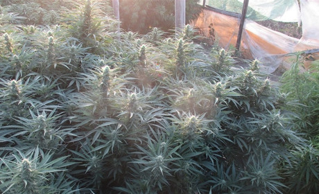 Мелитопольские «аграрии» выращивали не петрушку: за урожай грозит статья