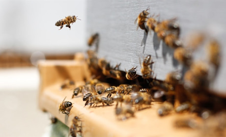 У музеї Сватового збирають історію розвитку бджільництва у районі: чим можуть допомогти сватівчани