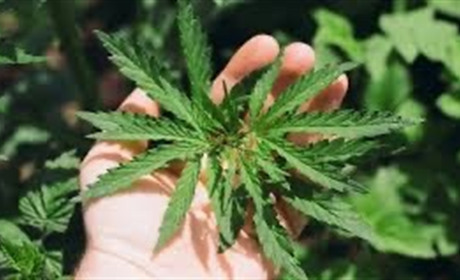 У Городку винесли вирок чоловікові, який зберігав канабіс