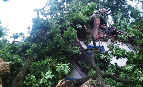 У Полицях вітер завалив дерево на будинок