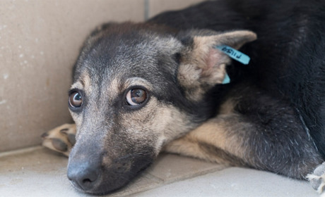 В Ізмаїлі стартував другий етап Програми масової стерилізації безхатніх собак