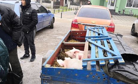 За поросятками на переяславський базар треба йти раненько ВІДЕО
