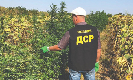 Запретные растения стоимостью в 10 миллионов гривен прятали среди подсолнухов