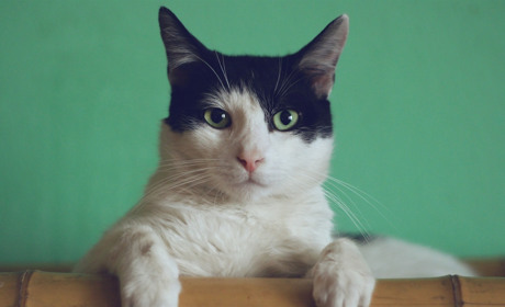 Еда для домашних котов