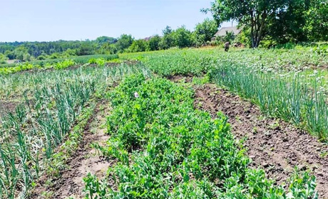 В Півцях – коноплі, в Переселенні – мак: кагарлицькі поліцейські виявили посіви наркозілля