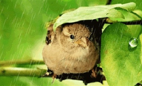 Погода на Сумщині: пора згадати про парасольки