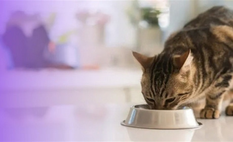 Чому ветеринари часто рекомендують Royal Canin для котів?