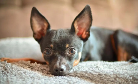 На Шепетівщині чоловік викинув собаку з 7-го поверху: поліцейські оголосили йому підозру