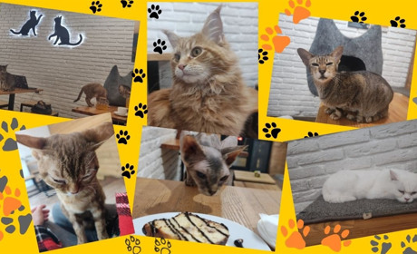 Тут живуть коти: про хвостиків з Cat Cafe у Львові, гостей закладу та їхні історії