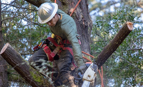 Не поспішайте під дерева: у Південноукраїнську працює «зелена бригада»