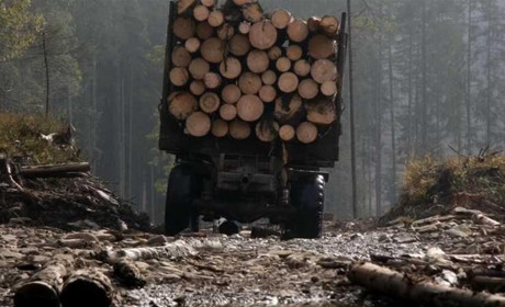 На Хмельниччині судитимуть директора лісгоспу за незаконну вирубку лісу зі збитками понад 2 млн грн