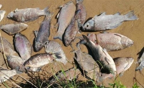 На водосховищі Хмельницької АЕС виявили загибель риби