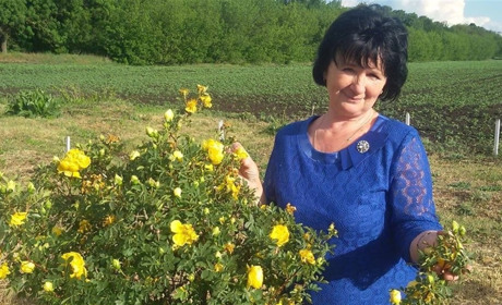Майорівчанка Тетяна Савченко збирає у власному саду щедрий врожай інжиру: як це їй вдається