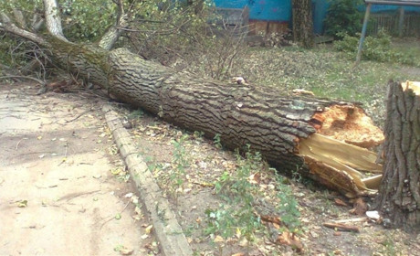 На жителя Стовп’яг упало дерево. Він у тяжкому стані