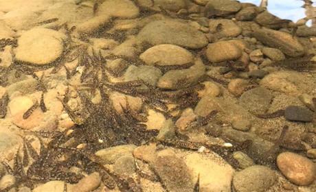 У водойми Закарпаття запустили майже 20 тисяч мальків. Якої риби невдовзі побільшає у регіоні