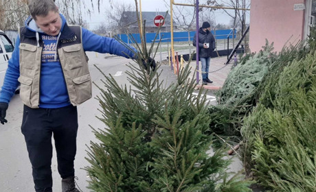 Карпатські, луцькі, німецькі: які ялинки до Нового року можна купити у Біляївці і за скільки