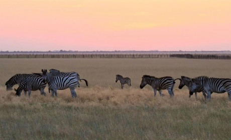 Україна втратила 6 тисяч гектарів заповідника "Асканія-Нова" через російську окупацію
