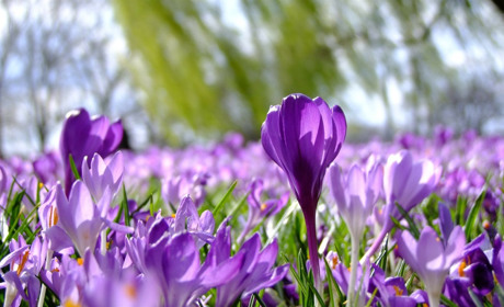 Складіть красу із маленьких шматочків: зберіть з пазлів весняні квіти - три рівня складності