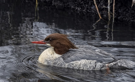 Газовики з Сарненщини врятували водоплавного птаха