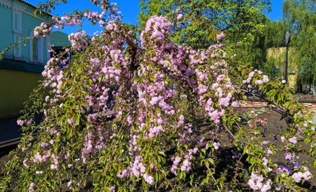 Фотофакт: у Сватовому розквітли сакури